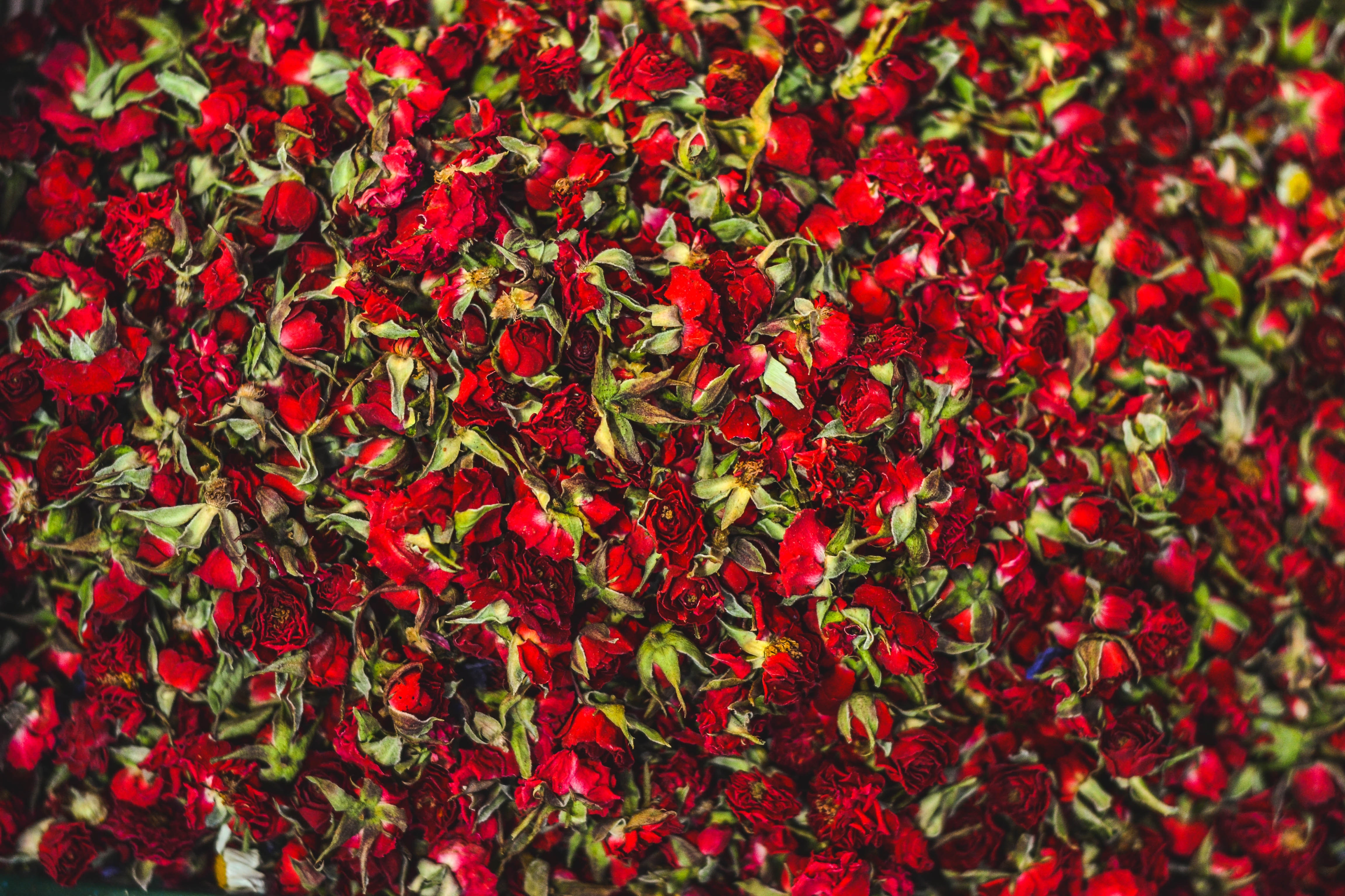 Tisíce červených ružičiek